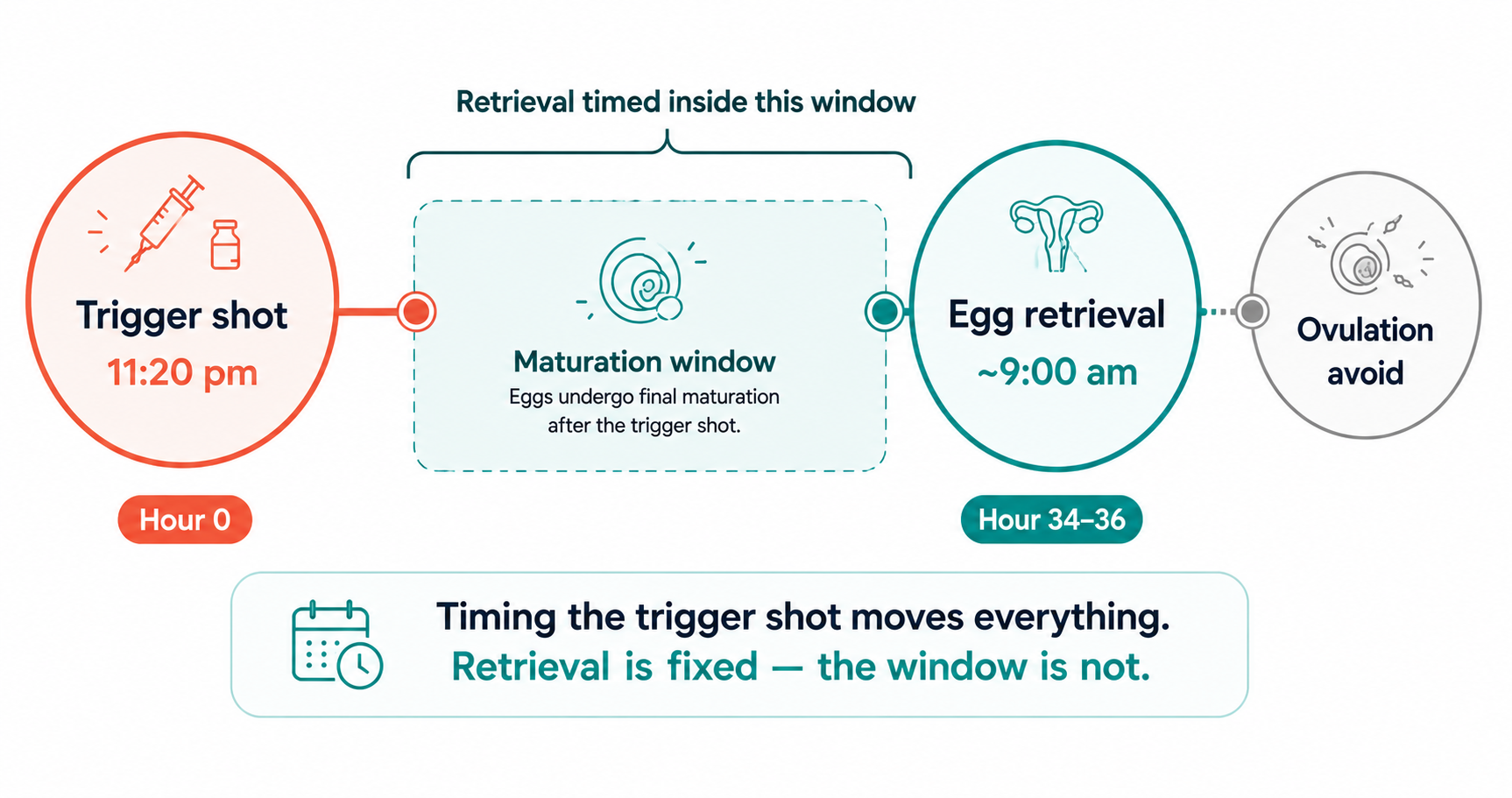 IVF trigger shot timeline: trigger shot at 11pm hour 0, maturation window, egg retrieval at 9am hour 36, ovulation to avoid